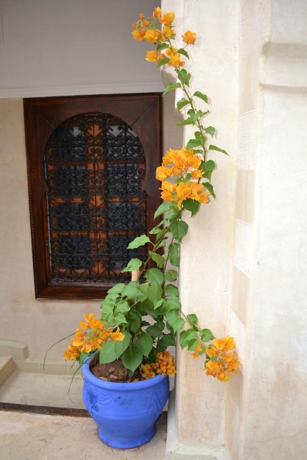 Riad Riva Марракеш Экстерьер фото